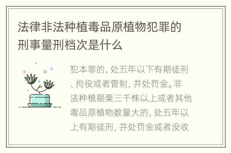 法律非法种植毒品原植物犯罪的刑事量刑档次是什么