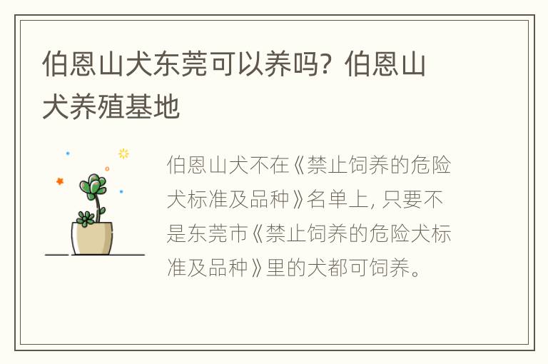 伯恩山犬东莞可以养吗？ 伯恩山犬养殖基地