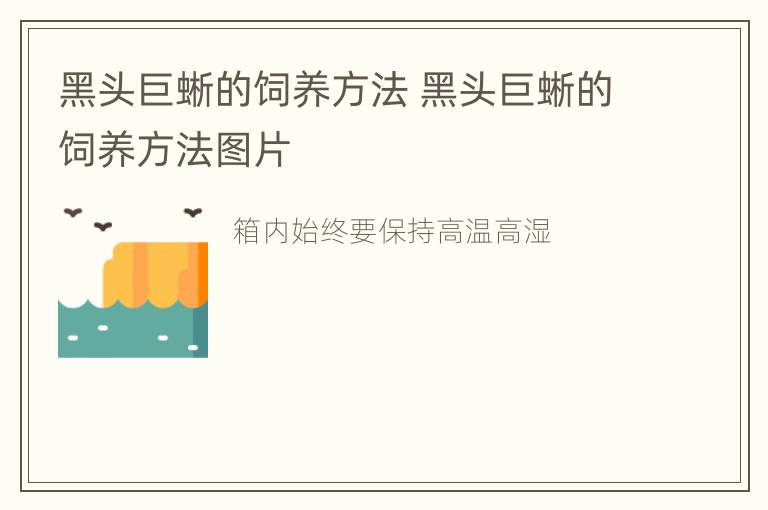 黑头巨蜥的饲养方法 黑头巨蜥的饲养方法图片