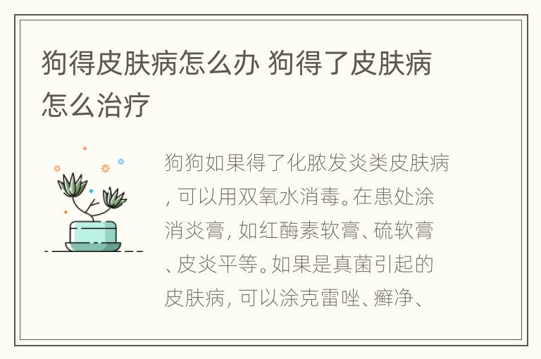 狗得皮肤病怎么办 狗得了皮肤病怎么治疗