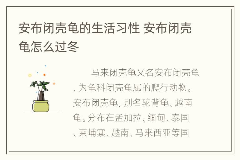 安布闭壳龟的生活习性 安布闭壳龟怎么过冬