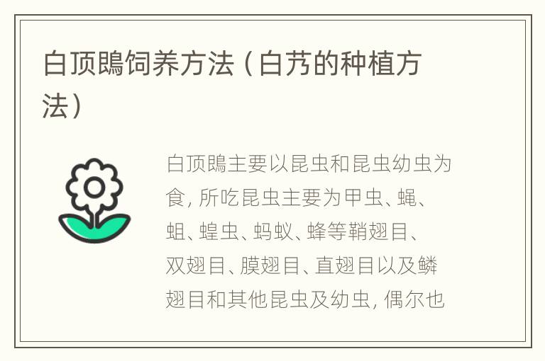 白顶鵖饲养方法（白艿的种植方法）