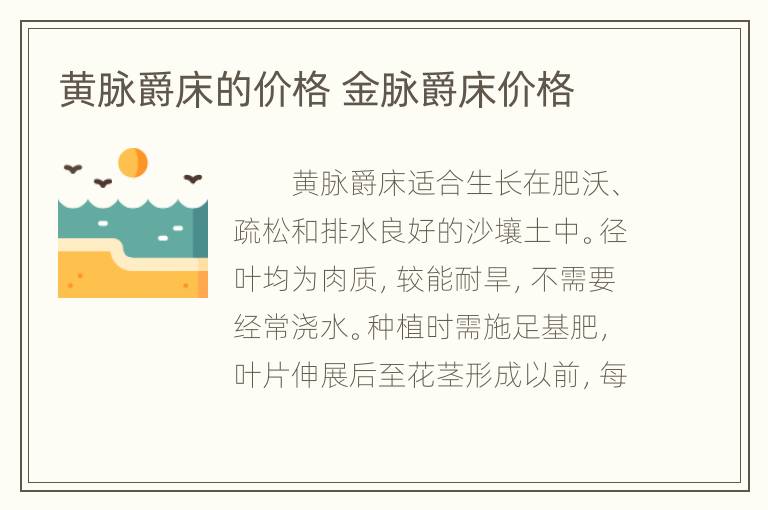 黄脉爵床的价格 金脉爵床价格