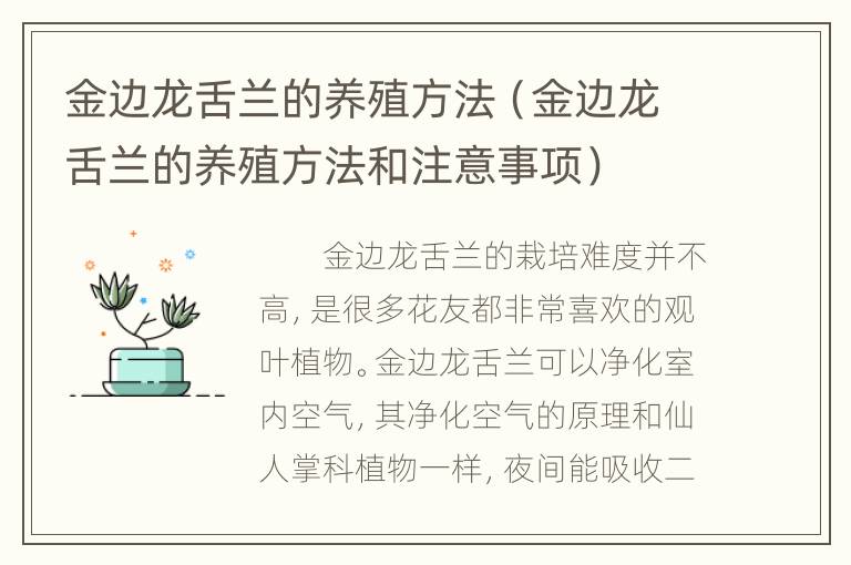 金边龙舌兰的养殖方法（金边龙舌兰的养殖方法和注意事项）