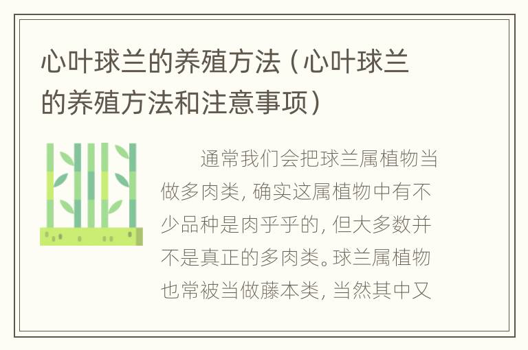 心叶球兰的养殖方法（心叶球兰的养殖方法和注意事项）