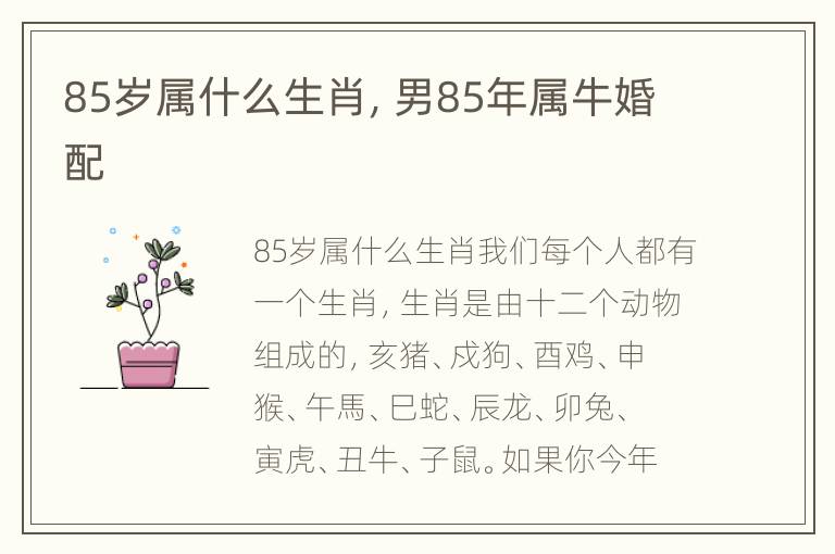 85岁属什么生肖，男85年属牛婚配