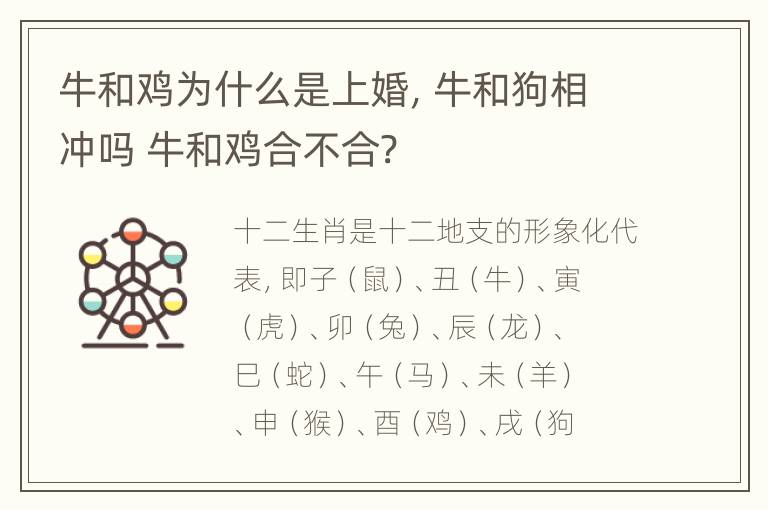 牛和鸡为什么是上婚，牛和狗相冲吗 牛和鸡合不合?