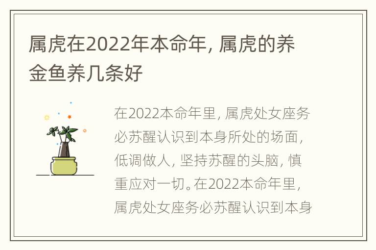 属虎在2022年本命年，属虎的养金鱼养几条好