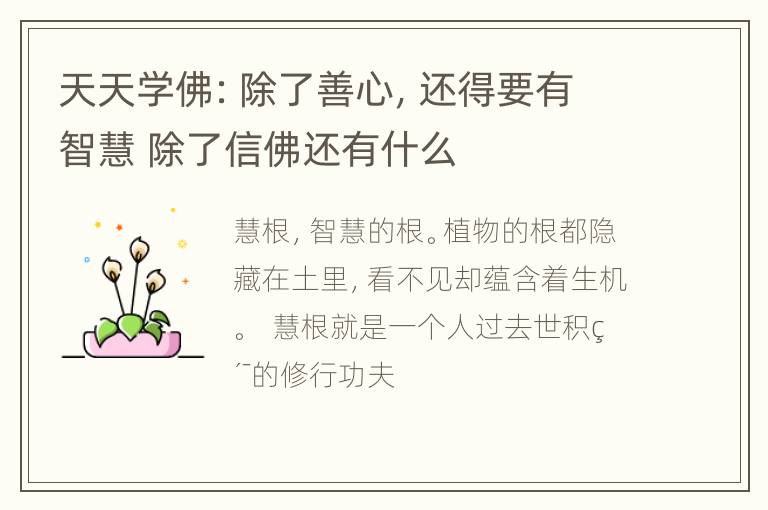 天天学佛：除了善心，还得要有智慧 除了信佛还有什么