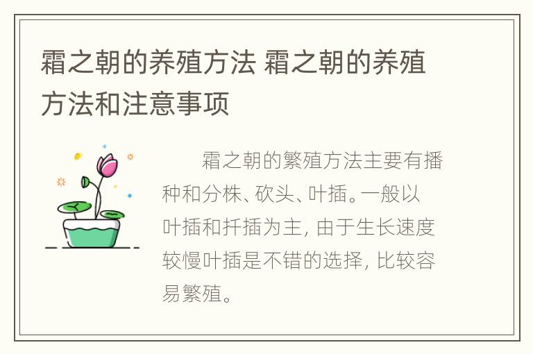 霜之朝的养殖方法 霜之朝的养殖方法和注意事项