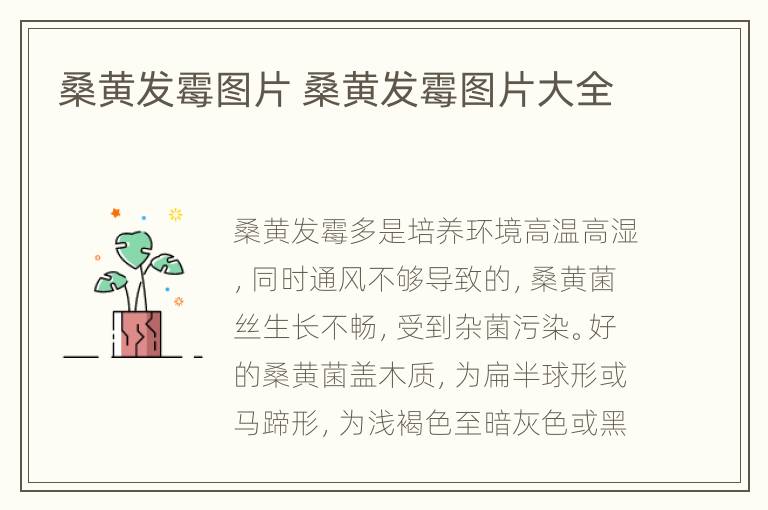 桑黄发霉图片 桑黄发霉图片大全