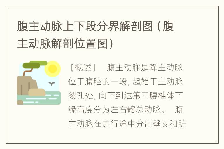 腹主动脉上下段分界解剖图（腹主动脉解剖位置图）