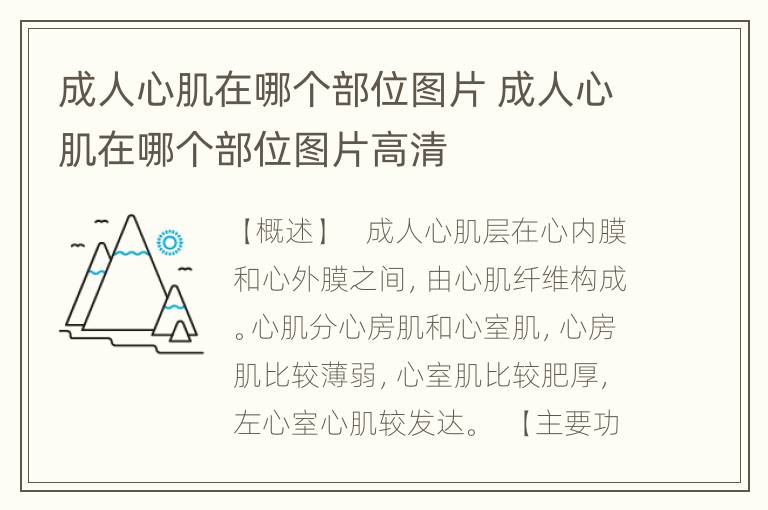 成人心肌在哪个部位图片 成人心肌在哪个部位图片高清