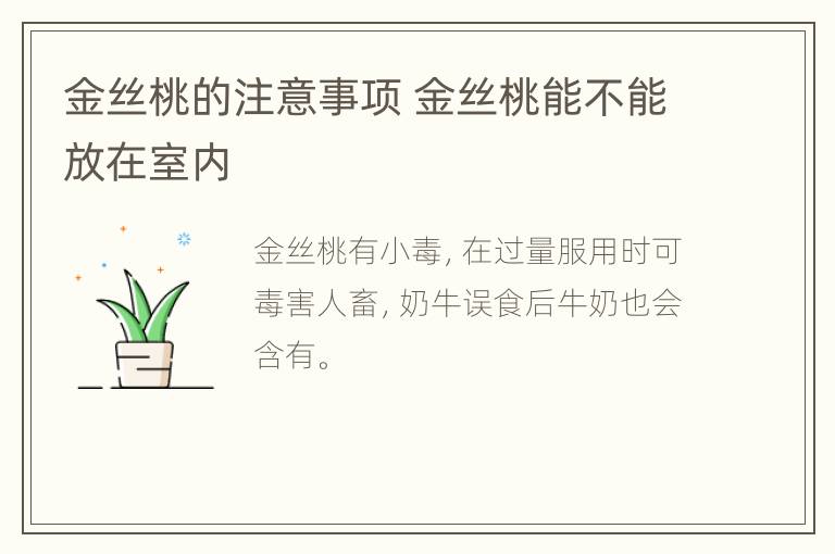 金丝桃的注意事项 金丝桃能不能放在室内