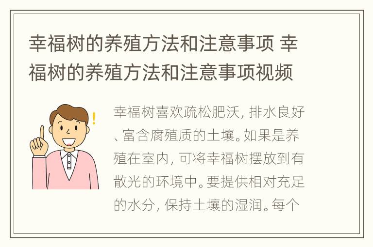 幸福树的养殖方法和注意事项 幸福树的养殖方法和注意事项视频