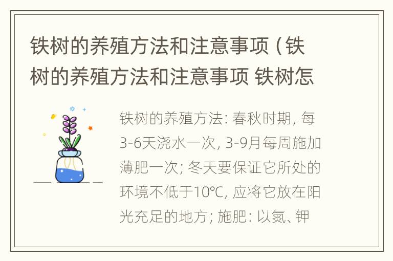 铁树的养殖方法和注意事项（铁树的养殖方法和注意事项 铁树怎么养）