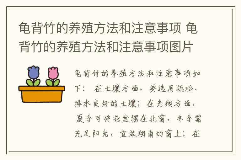 龟背竹的养殖方法和注意事项 龟背竹的养殖方法和注意事项图片