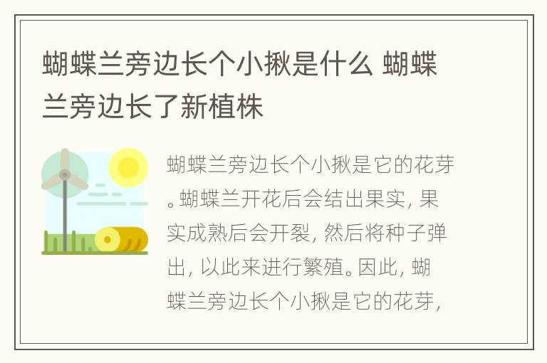 蝴蝶兰旁边长个小揪是什么 蝴蝶兰旁边长了新植株