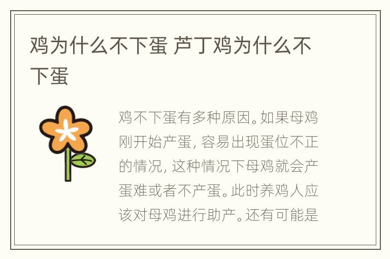 鸡为什么不下蛋 芦丁鸡为什么不下蛋