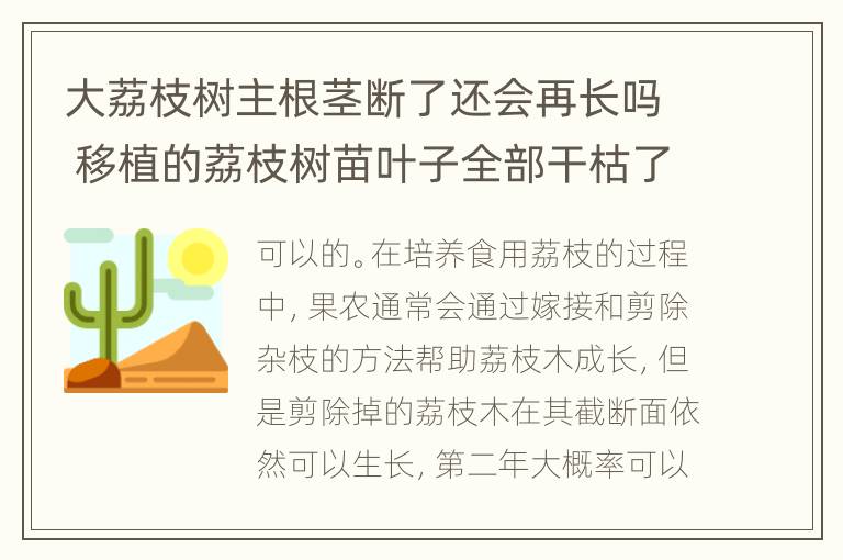 大荔枝树主根茎断了还会再长吗 移植的荔枝树苗叶子全部干枯了