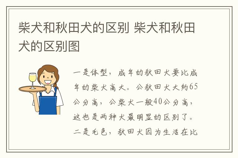 柴犬和秋田犬的区别 柴犬和秋田犬的区别图