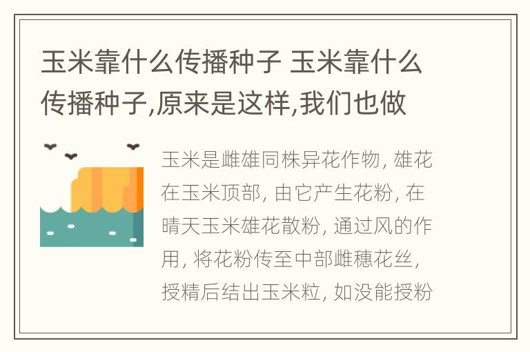 玉米靠什么传播种子 玉米靠什么传播种子,原来是这样,我们也做了贡献