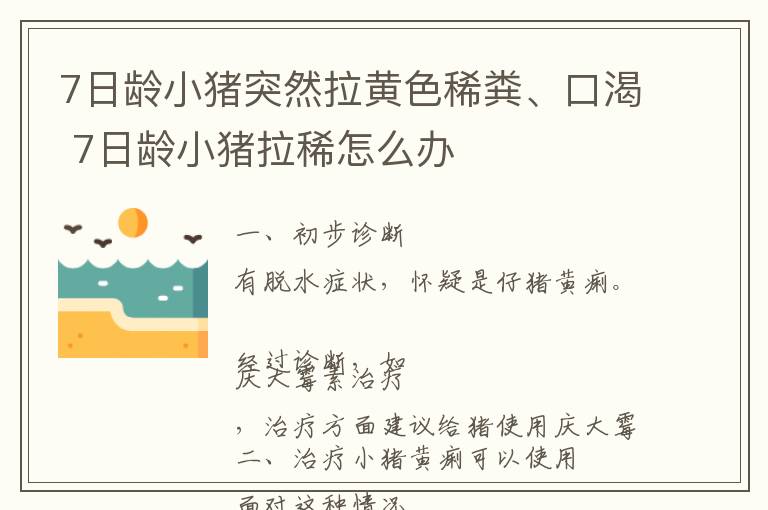 7日龄小猪突然拉黄色稀粪、口渴 7日龄小猪拉稀怎么办