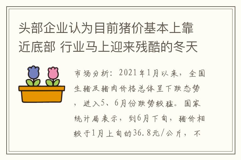 头部企业认为目前猪价基本上靠近底部 行业马上迎来残酷的冬天