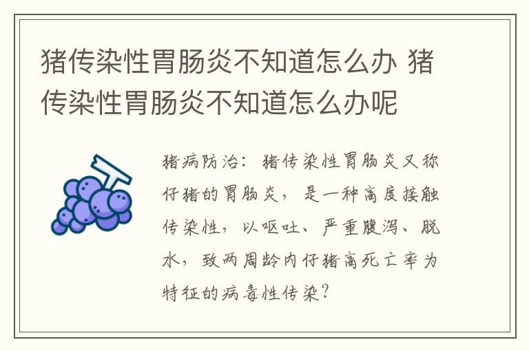 猪传染性胃肠炎不知道怎么办 猪传染性胃肠炎不知道怎么办呢