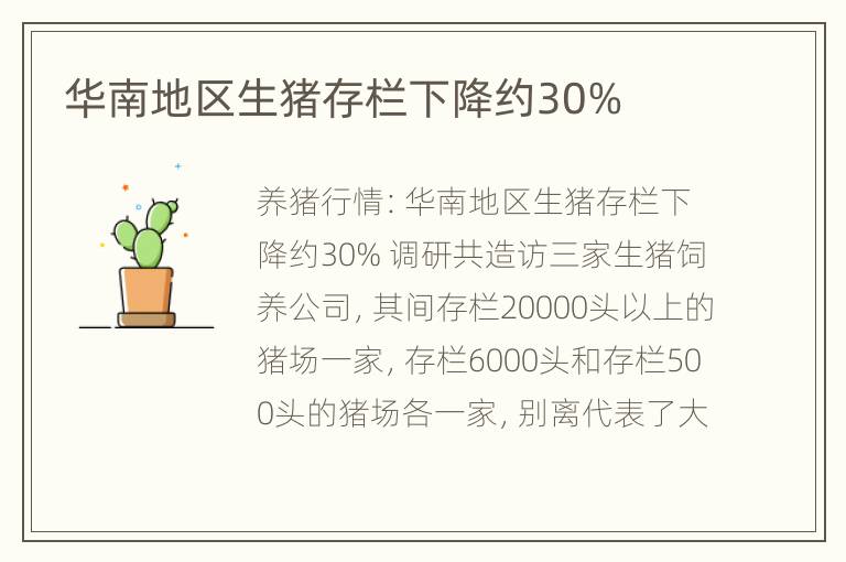 华南地区生猪存栏下降约30%