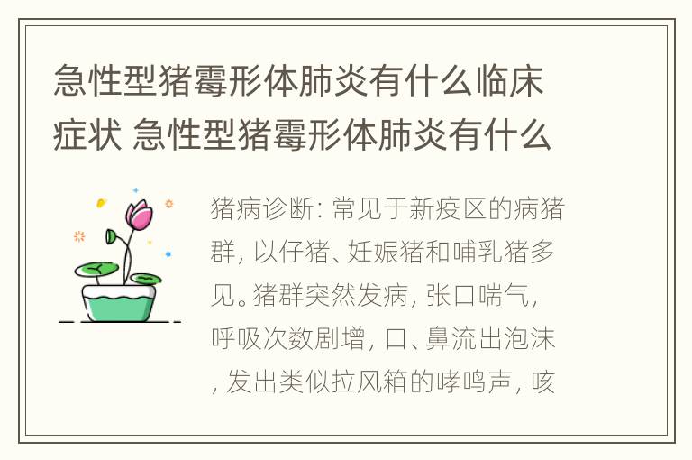 急性型猪霉形体肺炎有什么临床症状 急性型猪霉形体肺炎有什么临床症状表现