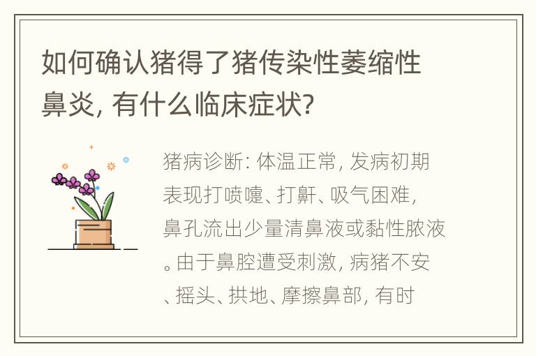 如何确认猪得了猪传染性萎缩性鼻炎，有什么临床症状？