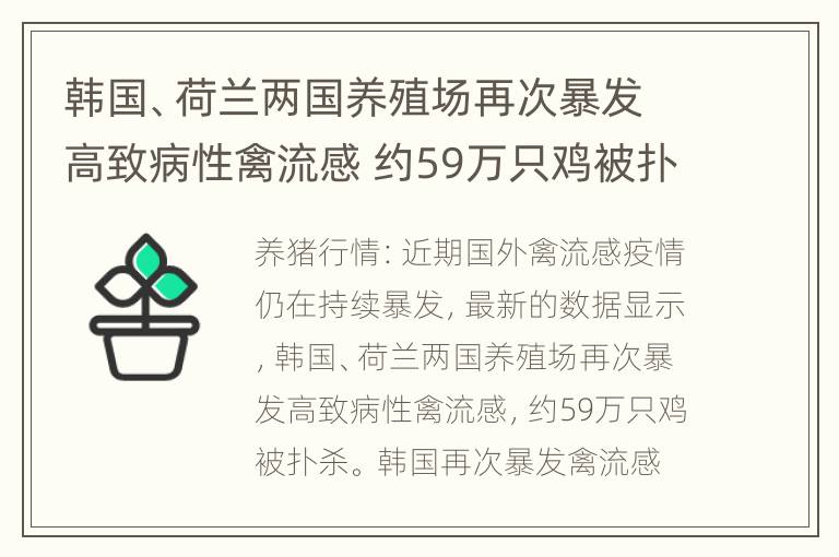 韩国、荷兰两国养殖场再次暴发高致病性禽流感 约59万只鸡被扑杀