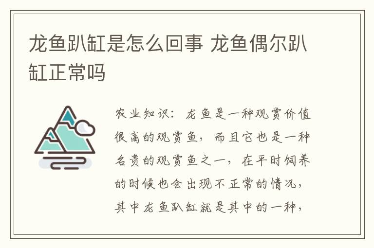 龙鱼趴缸是怎么回事 龙鱼偶尔趴缸正常吗