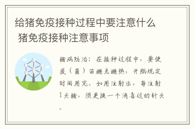 给猪免疫接种过程中要注意什么 猪免疫接种注意事项