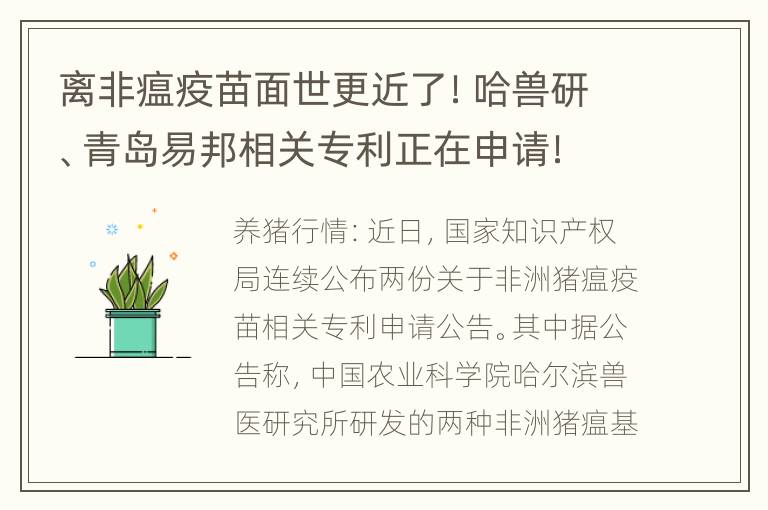 离非瘟疫苗面世更近了！哈兽研、青岛易邦相关专利正在申请！