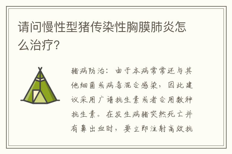 请问慢性型猪传染性胸膜肺炎怎么治疗？