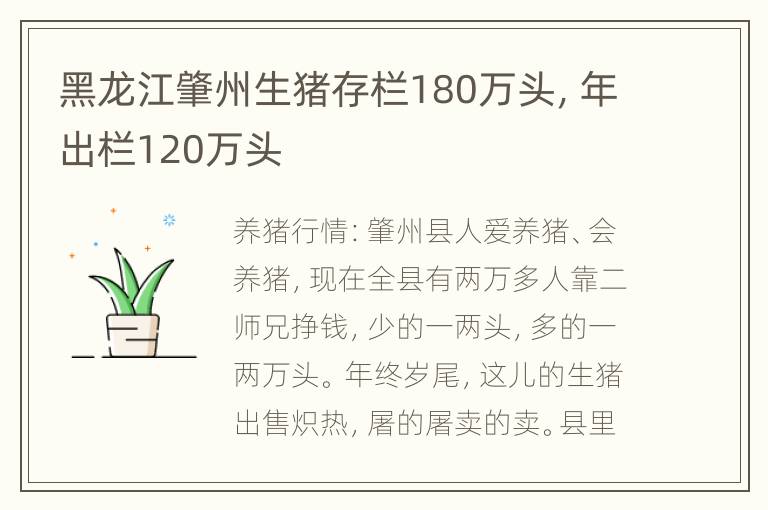 黑龙江肇州生猪存栏180万头，年出栏120万头