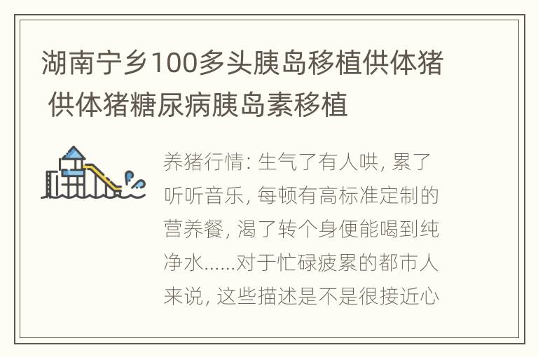 湖南宁乡100多头胰岛移植供体猪 供体猪糖尿病胰岛素移植