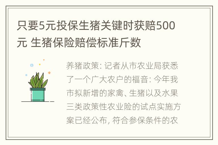 只要5元投保生猪关键时获赔500元 生猪保险赔偿标准斤数