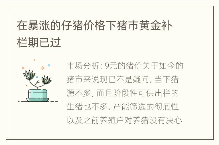 在暴涨的仔猪价格下猪市黄金补栏期已过