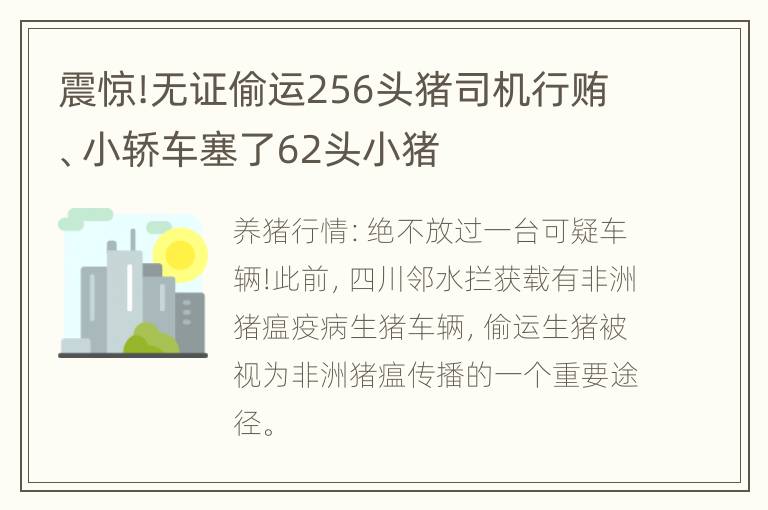 震惊!无证偷运256头猪司机行贿、小轿车塞了62头小猪