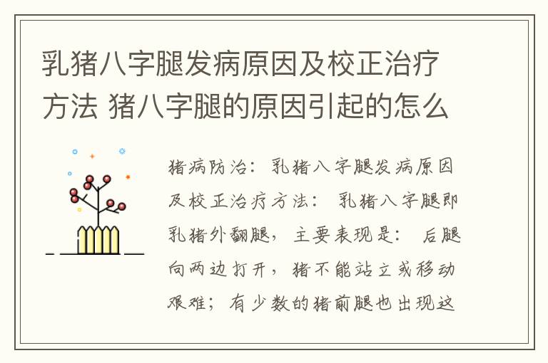 乳猪八字腿发病原因及校正治疗方法 猪八字腿的原因引起的怎么治