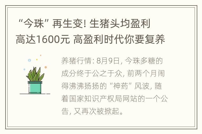 “今珠”再生变！生猪头均盈利高达1600元 高盈利时代你要复养吗