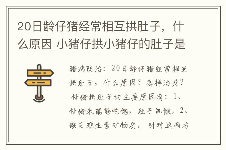 20日龄仔猪经常相互拱肚子，什么原因 小猪仔拱小猪仔的肚子是什么原因