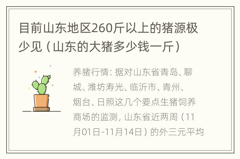 目前山东地区260斤以上的猪源极少见（山东的大猪多少钱一斤）