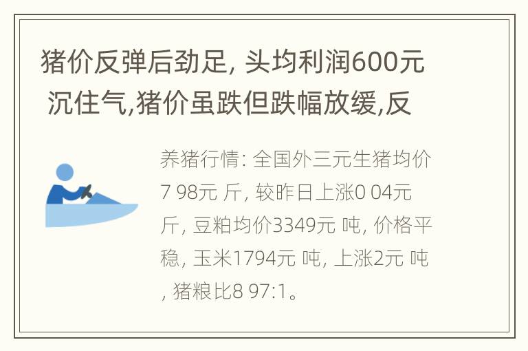 猪价反弹后劲足，头均利润600元 沉住气,猪价虽跌但跌幅放缓,反弹要来了