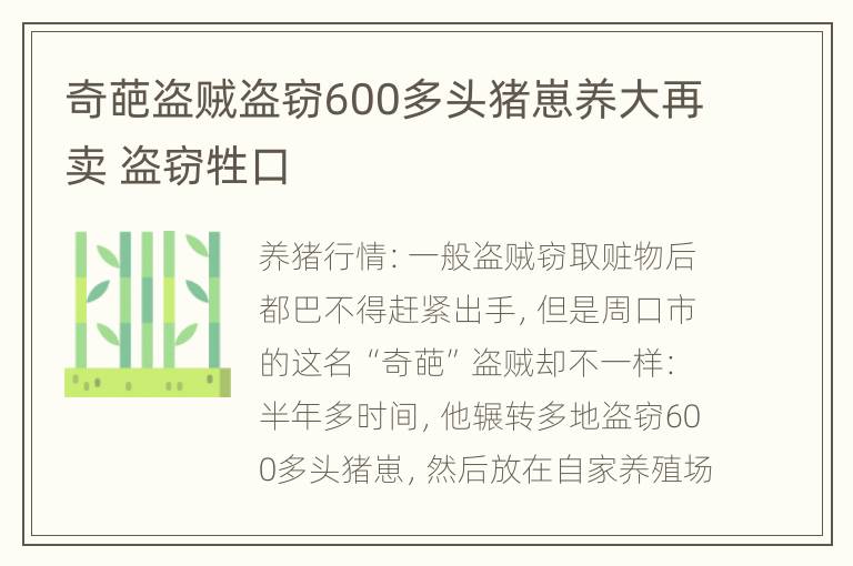 奇葩盗贼盗窃600多头猪崽养大再卖 盗窃牲口