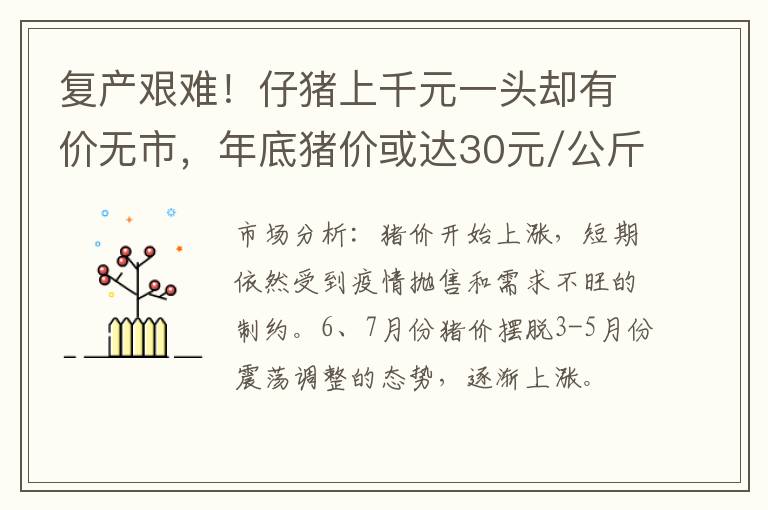 复产艰难！仔猪上千元一头却有价无市，年底猪价或达30元/公斤