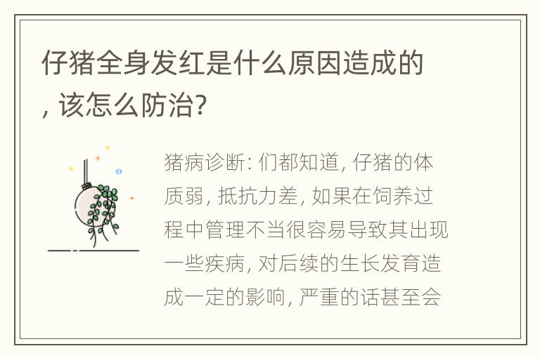 仔猪全身发红是什么原因造成的，该怎么防治？